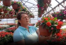 Muškatle se zalivaju svaki 3. dan, kaliope vole jako sunce, a ovaj cvet nipošto ne držite u hladu: Dragica radi u rasadniku i daje savete zlata vredne