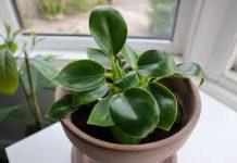 STAVITE SAMO MRVICU OVOG SASTOJKA U SAKSIJU: Sobne biljke nikada neće uvenuti i bujaće kao lude
